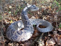 rattlesnake-wp-3